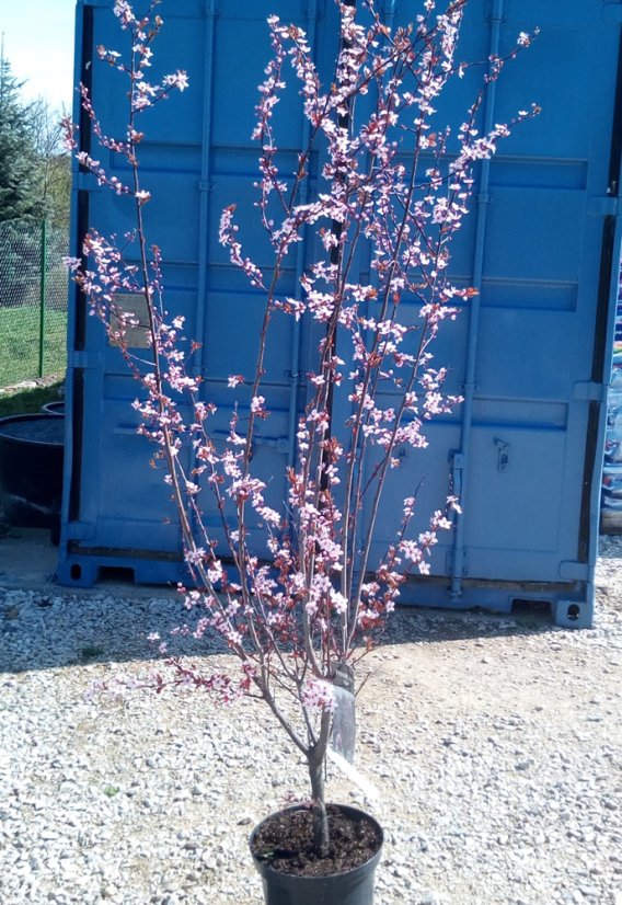 Prunus cerasifera 'Nigra' - Varianty: ko35l velikost 200-250