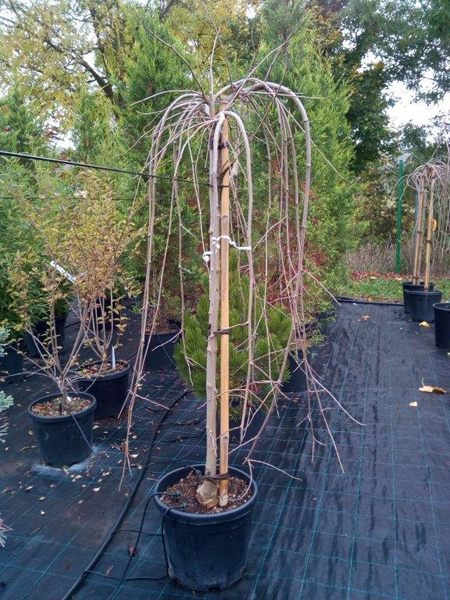 Morus alba 'Pendula' - Varianty: ko35l velikost ok 14-16