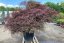 Acer palmatum 'Tamukeyama' - Varianty: ko35l velikost 100-125 kmen 60