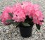 Rhododendron x hybridum