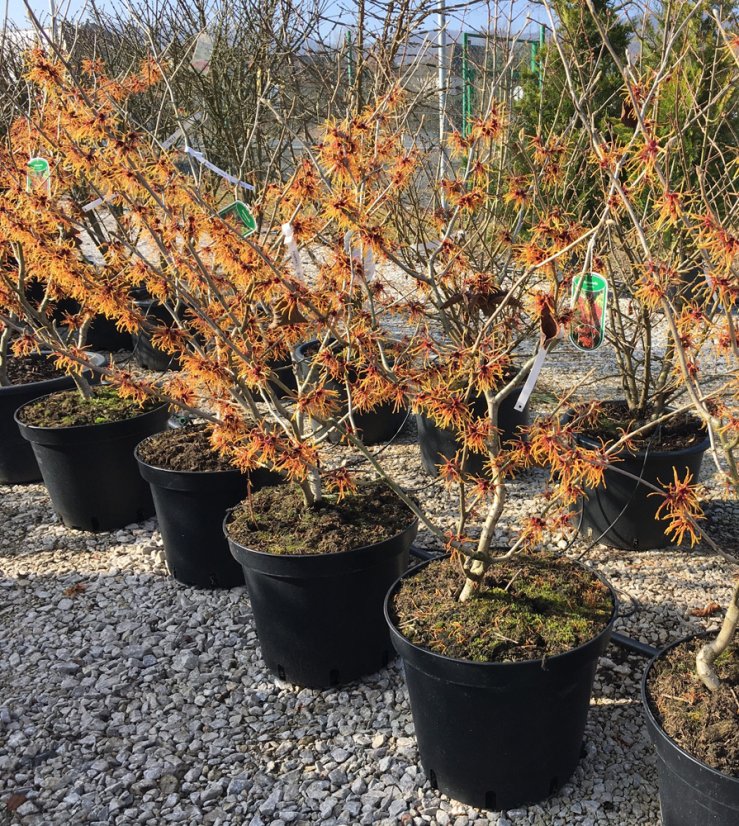 Hamamelis x intermedia 'Orange Beauty' - Varianty: ko20l velikost 100-125