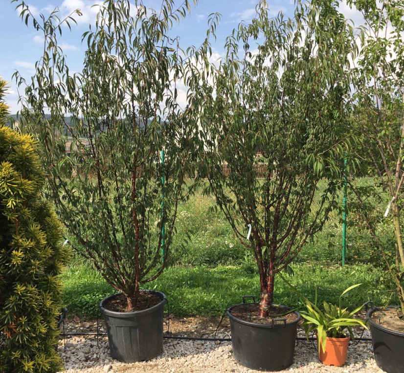 Prunus serrula