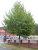 Acer campestre 'Elsrijk'