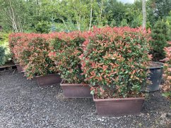 Photinia x fraseri 'Carré Rouge'