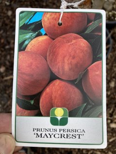 Prunus persica 'Maycrest'