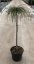 Thuja plicata 'Whipcord' - Varianty: ko7,5l velikost 30-40