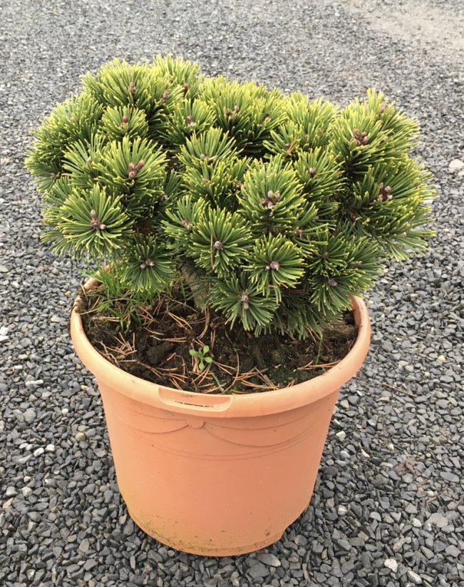 Pinus mugo 'Sherwood Compact'