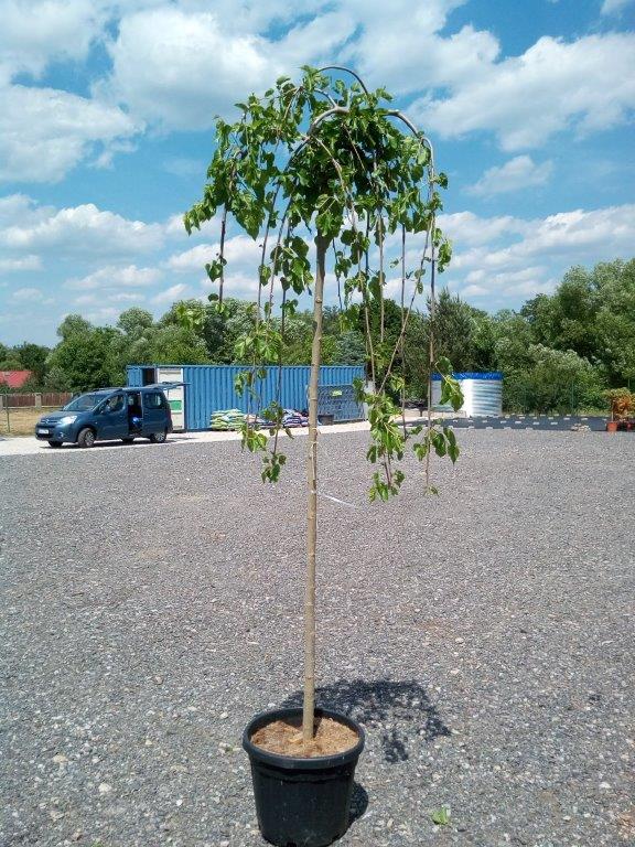 Morus alba 'Pendula' - Varianty: ko25l velikost ok 8-10