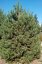 Pinus sylvestris - Varianty: ko285l velikost 200-225