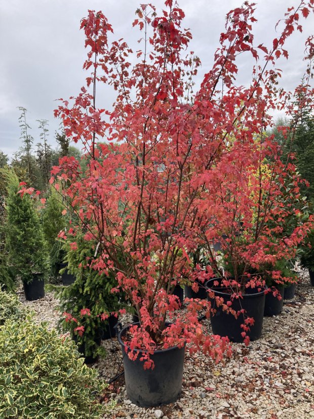 Amelanchier lamarckii