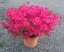 Azalea japonica - Varianty: "Hotshot Variegata" ko4l velikost 25-30 červená