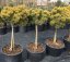 Pinus mugo 'Wintergold'