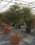 Acer palmatum 'Dissectum' - Varianty: ko35l velikost 100-125 kmen 120