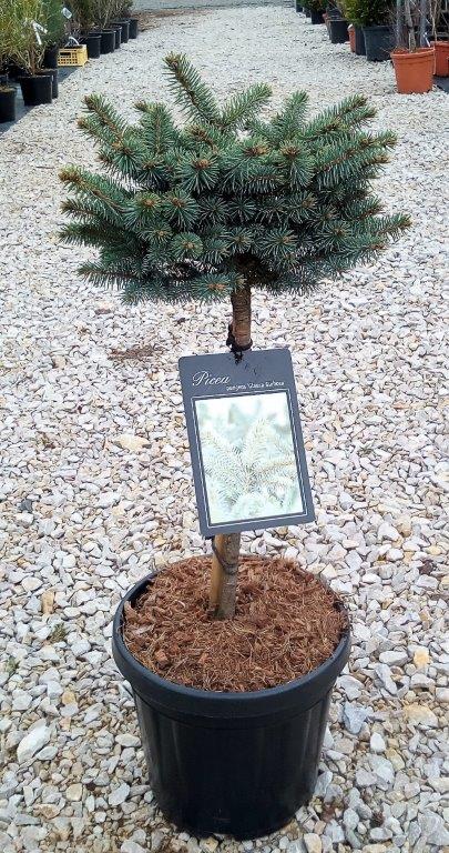 Picea pungens 'Glauca Globosa'