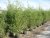 Phyllostachys bissetii