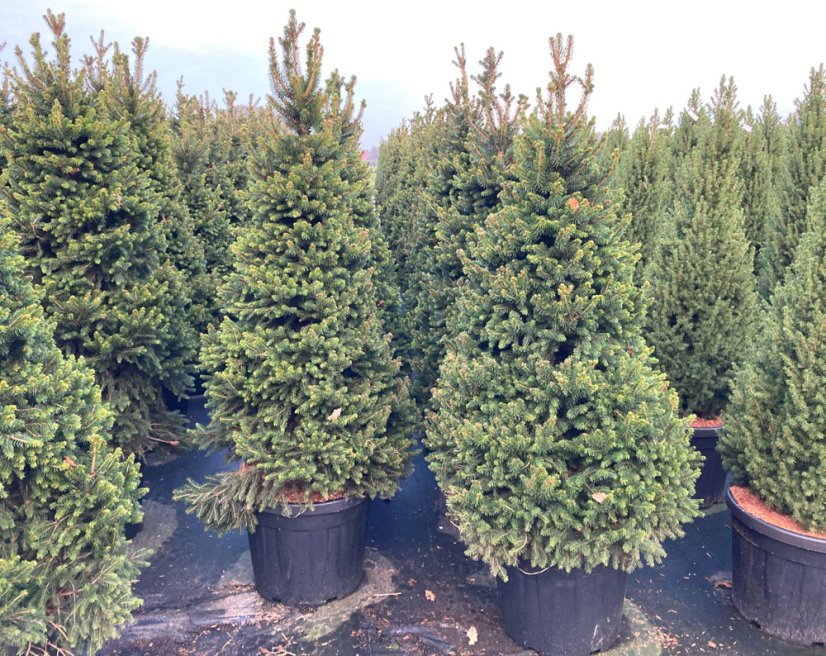 Picea abies 'Will’s Zwerg' - Varianty: ko50l velikost 150-175