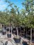 Malus domestica 'Golden Delicious' - Varianty: ko70l velikost ok 16-18 kmen 120