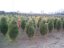 Pinus nigra 'Green Tower' - Varianty: ko25l velikost 60-80