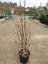 Magnolia soulangeana - Varianty: ko35l velikost 175-200