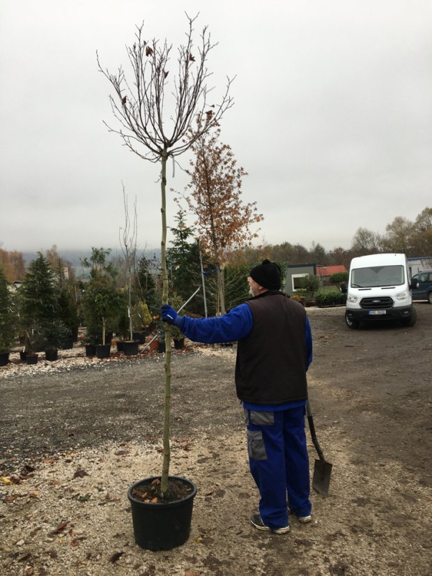 Platanus x acerifolia 'Alphens Globe' - Varianty: ko35l velikost ok 8-10