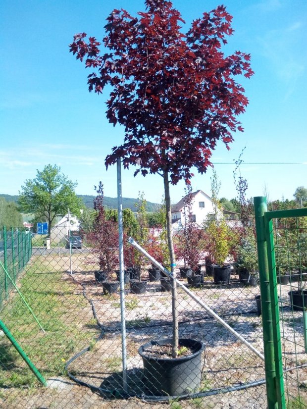 Acer platanoides 'Royal Red'