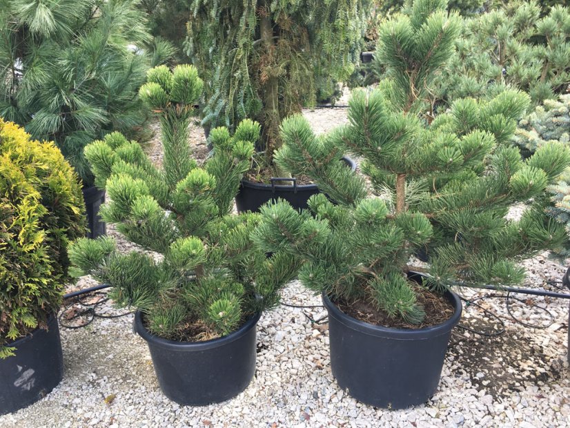 Pinus nigra 'Oregon Green' - Varianty: ko60l velikost 125-150