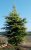 Cedrus deodara 'Aurea'
