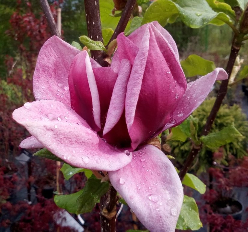 Magnolia soulangeana - Varianty: ko35l velikost 175-200