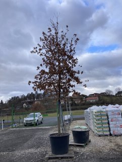 Quercus robur