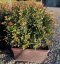 Photinia x fraseri 'Carré Rouge'