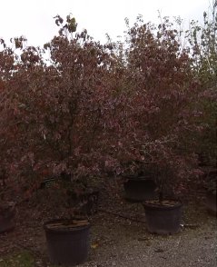 Cornus kousa 'Capuccino'