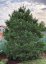 Pinus sylvestris - Varianty: ko285l velikost 200-225