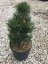Pinus nigra 'Oregon Green' - Varianty: ko60l velikost 125-150