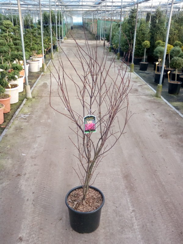 Acer palmatum 'Sketeer´s Broom' - Varianty: ko18l velikost 100-125
