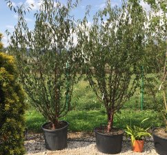 Prunus serrula