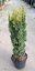 Taxus baccata 'Fastigiata Aurea' - Varianty: ko30l velikost 100-125