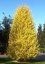 Ginkgo biloba 'Fastigiata Blagon'