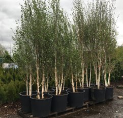 Betula jacquemontii