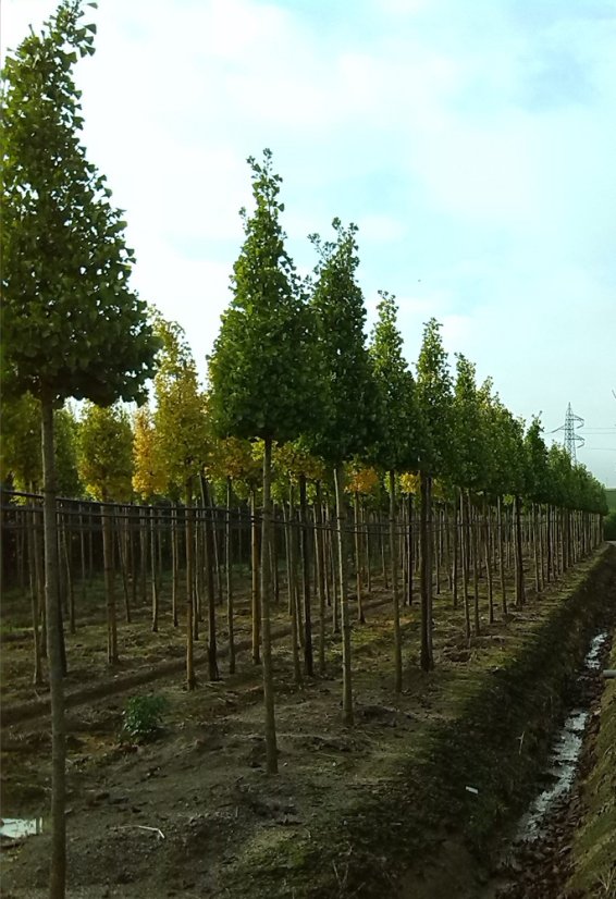 Ginkgo biloba 'Fastigiata Blagon'