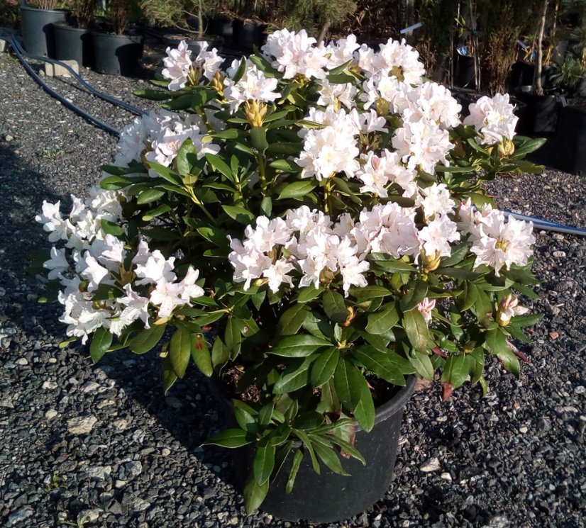 Rhododendron x hybridum - Varianty: ko2,5l velikost 25-30