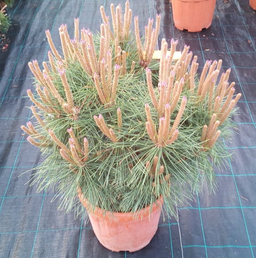 Pinus nigra 'Brepo' ® - Varianty: ko35l velikost 70-80