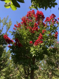 Lagerstroemia indica 'Caroline Beauty'