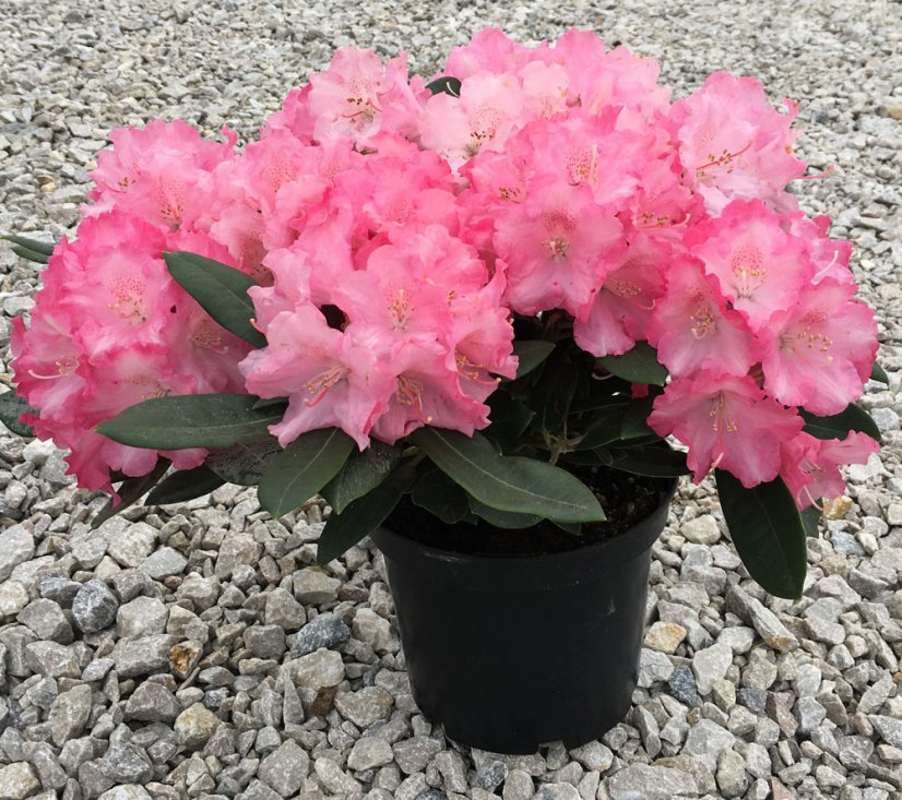 Rhododendron x hybridum - Varianty: ko2,5l velikost 25-30