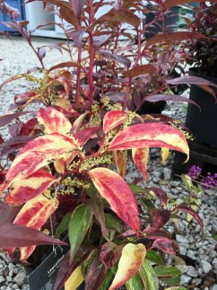 Leucothoe walteri 'Rainbow'