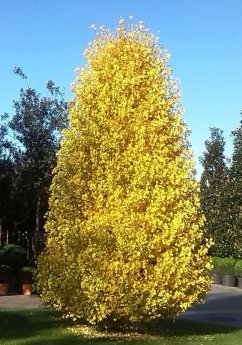 Ginkgo biloba 'Fastigiata Blagon'