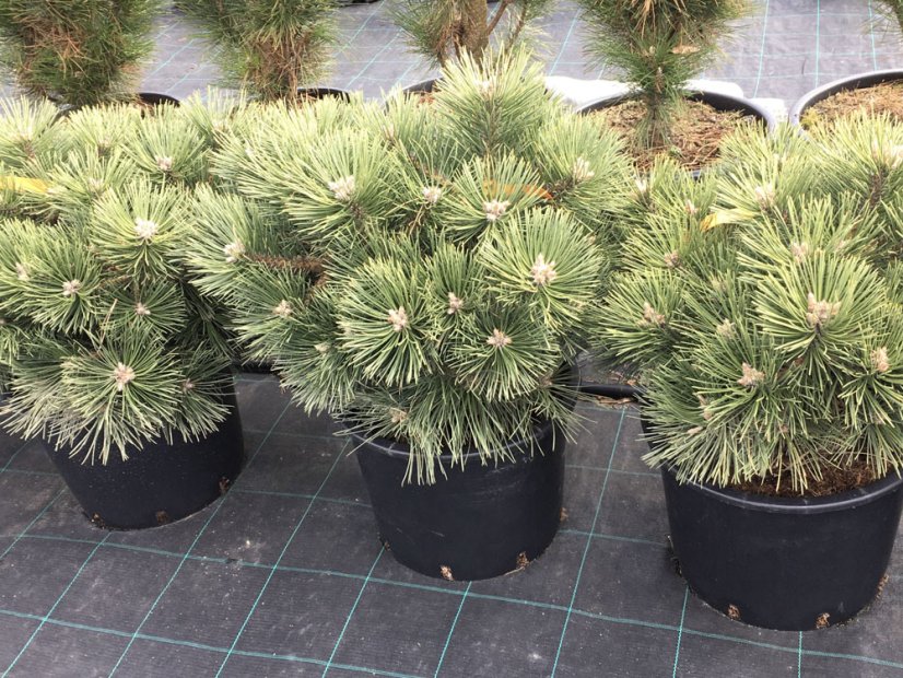 Pinus nigra 'Nana' - Varianty: ko20l velikost 200-250