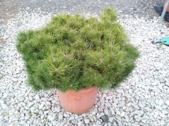 Pinus nigra 'Bambino'