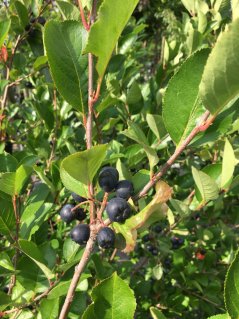 Aronia x prunifolia 'Viking'