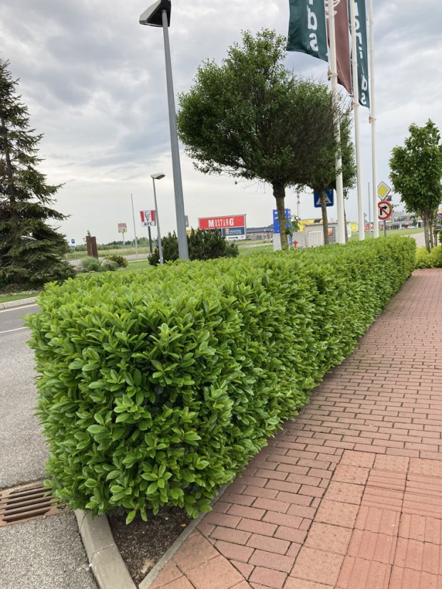 Prunus laurocerasus 'Novita' - Varianty: ko35l velikost ok 10-12