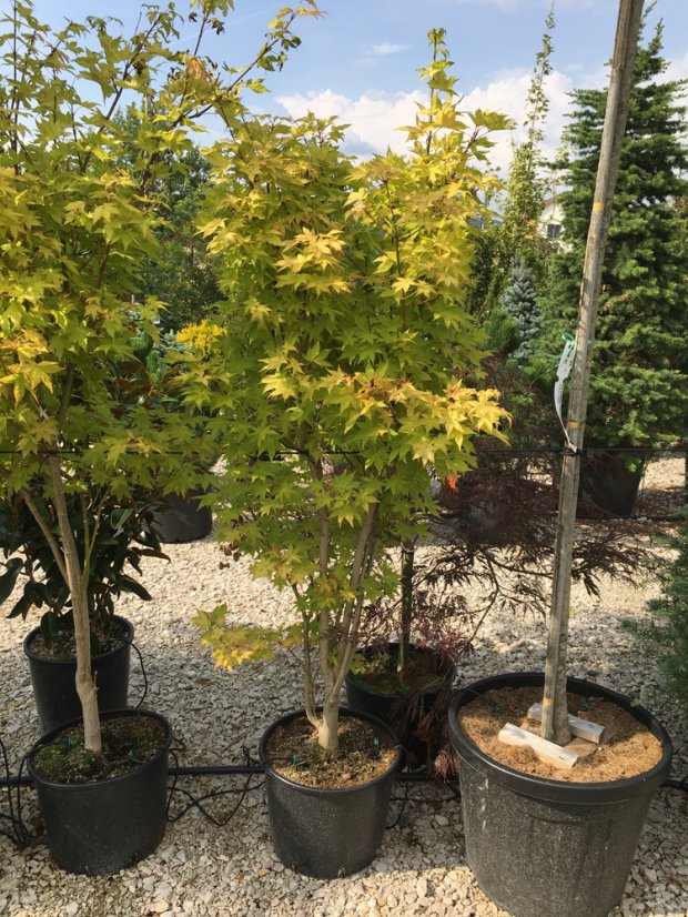 Acer shirasawanum 'Jordan' - Varianty: ko12l velikost 80-100 Acer shirasawanum 'Jordan' - Varianty: ko12l velikost 80-100